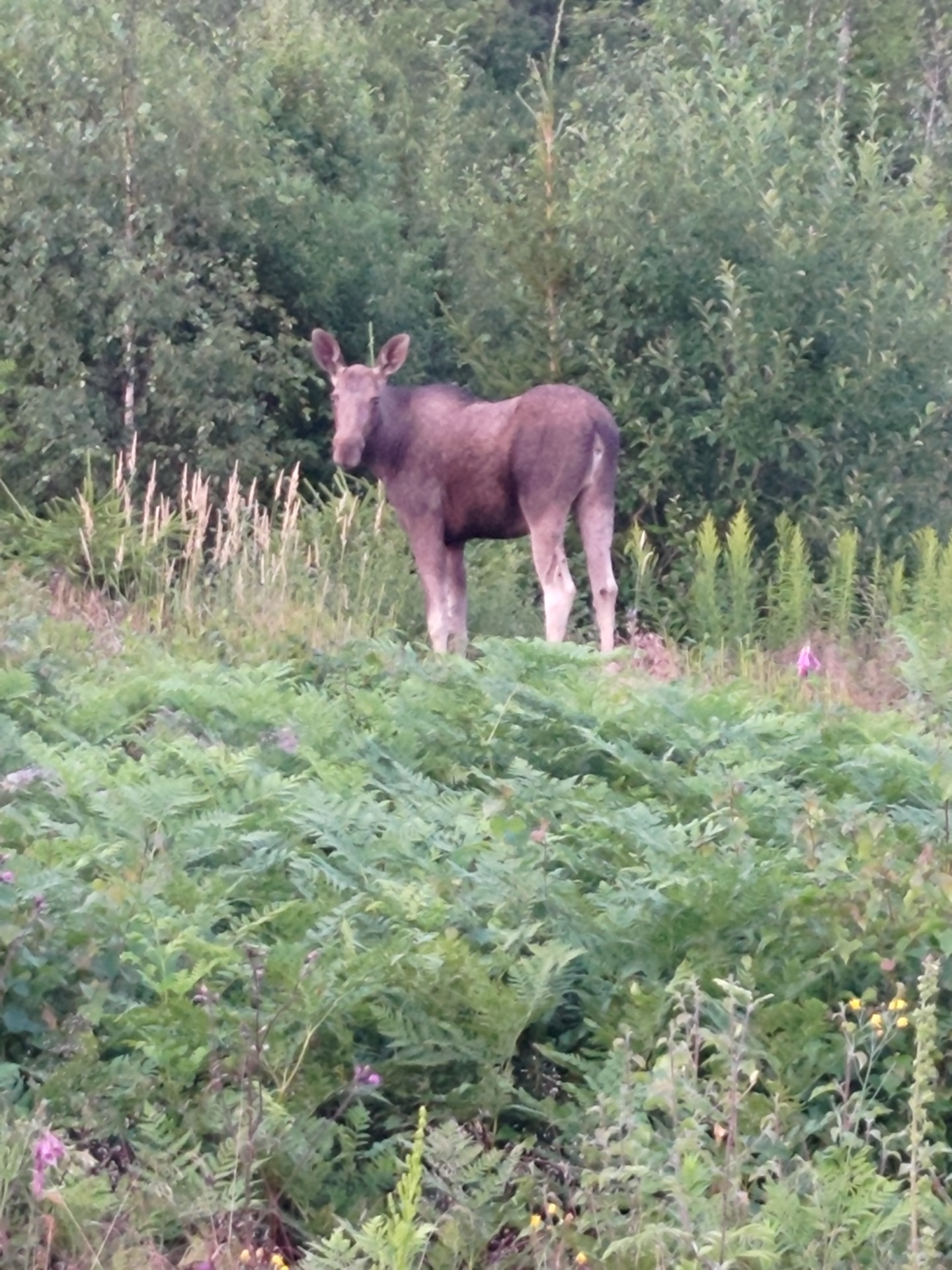 14/7 älg på Älgstigen