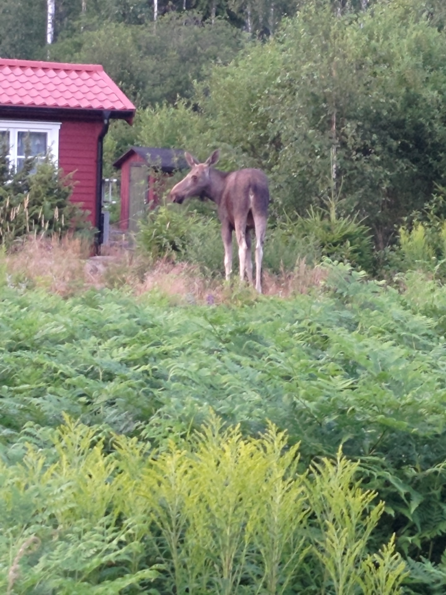 14/7 älg på Älgstigen