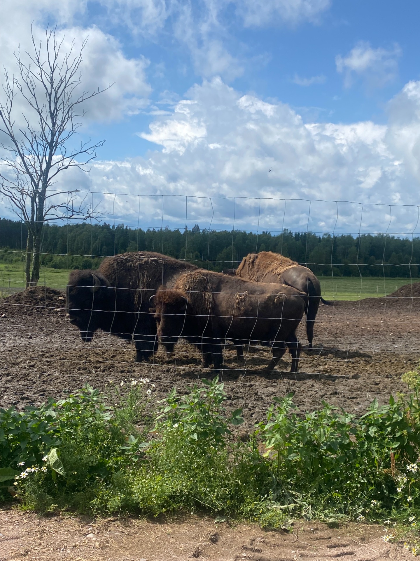 Bisonoxarna i Älgånäs är värt ett besök, gott kött om man vill testa.