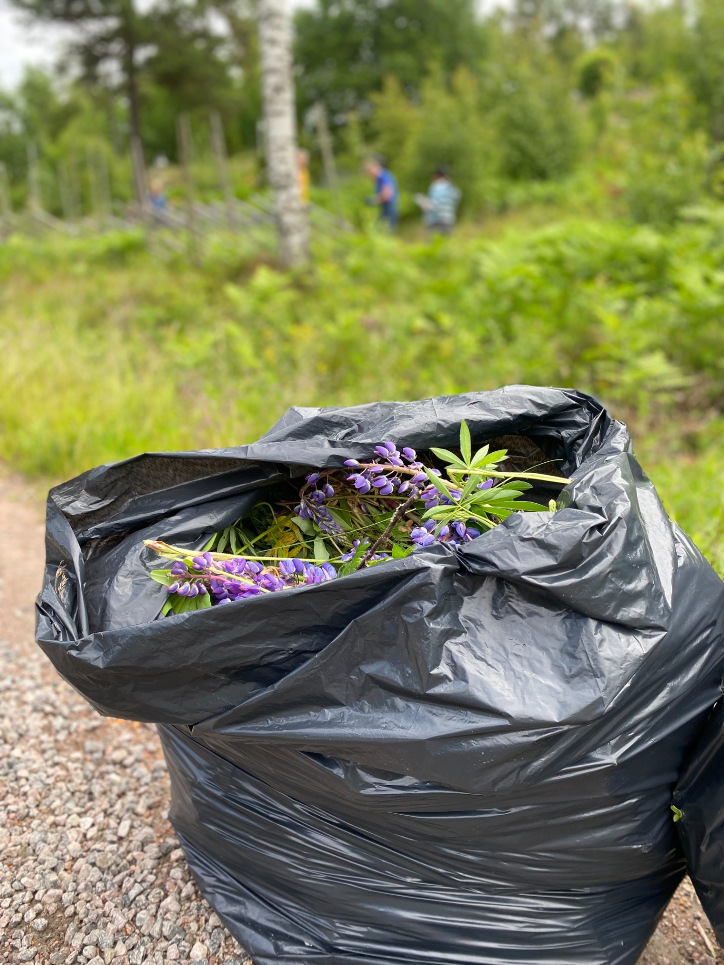 Fina är de men bort ska de ändå :)