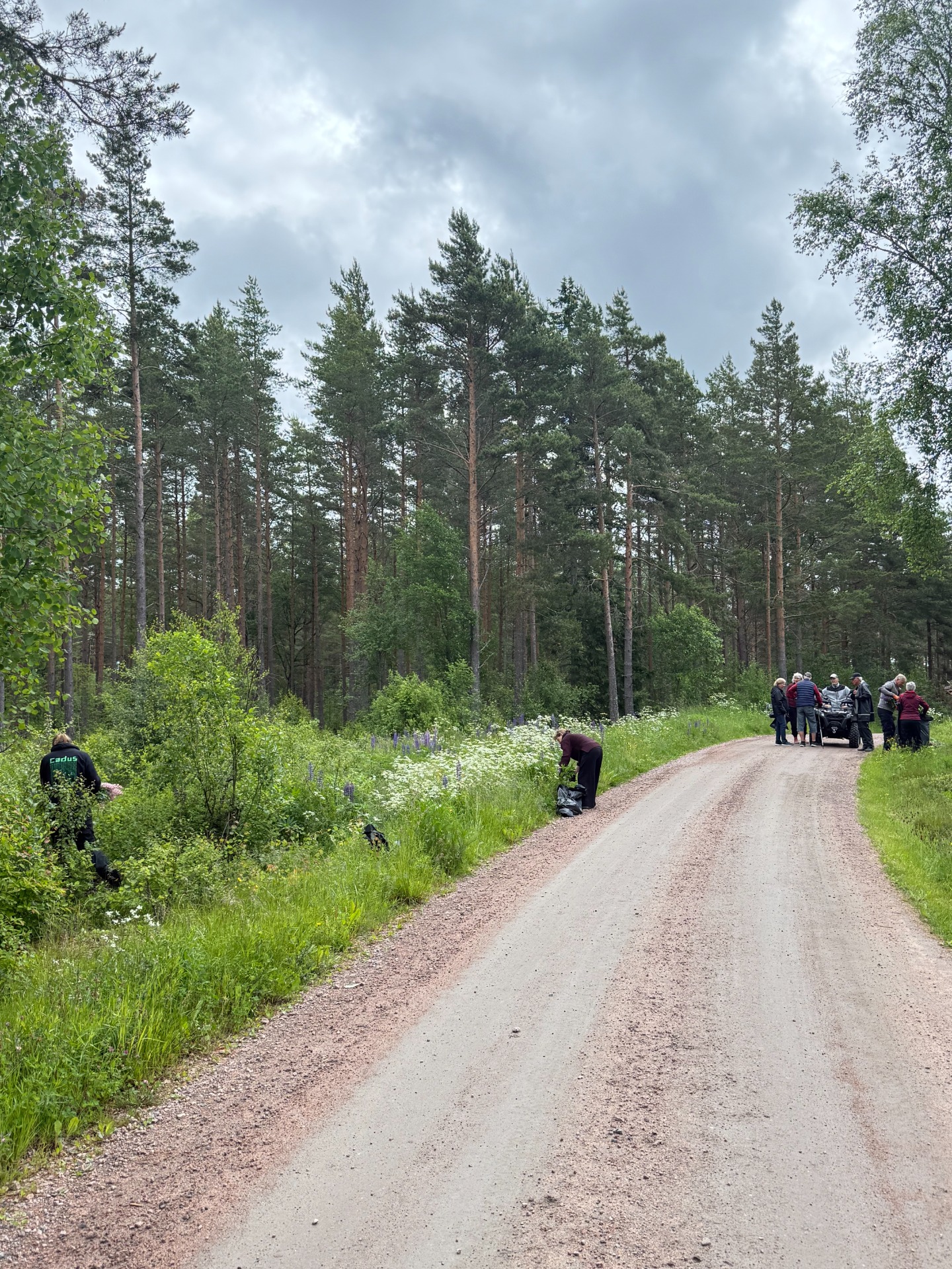 Här plockas det Lupiner som vi har fokus på att utrota i området Lundsholm.